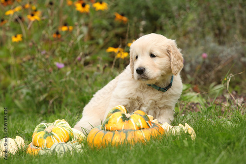 Adorable gold retriever puppy with pumpkins