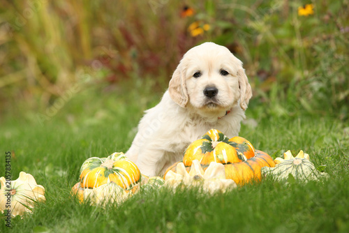 Adorable gold retriever puppy with pumpkins