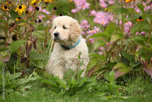 Amazing puppy of gold retriever with flowers in the garden