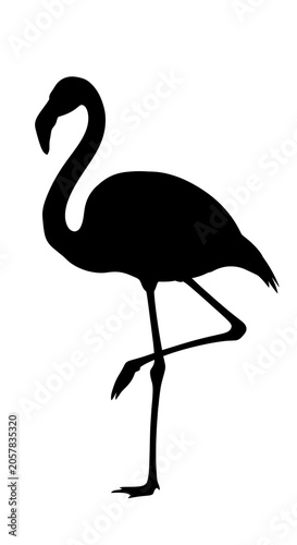 Black silhouette of a standing bird on a white background.