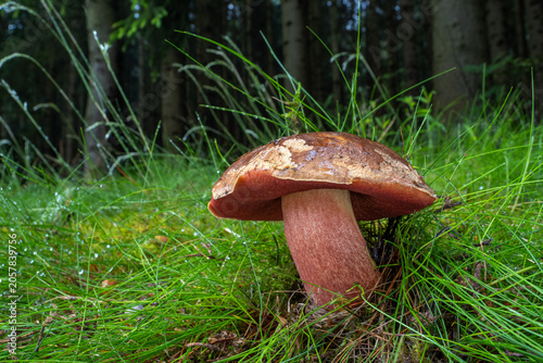 Neoboletus luridiformis - Scarletina Bolete in the forest in the green grass