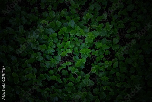 Photography Top view of lush green creeping oxeye groundcover leaves in dark vignetted light