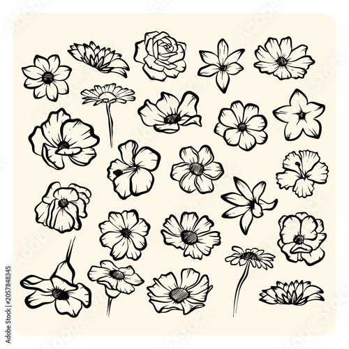 Beautiful blooming flowers doodle sketch vector collection. Hand drawn line art botanical floral elements set for patterns and wedding design.