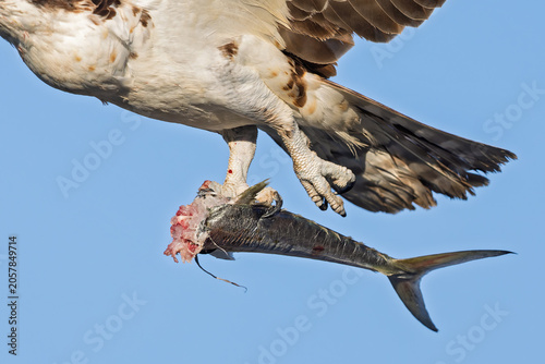 Osprey (Pandion haliaetus) in flight with a fish.