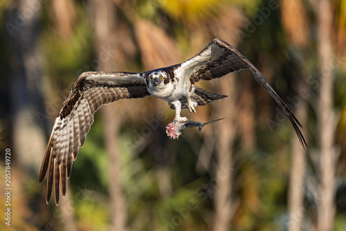 Osprey (Pandion haliaetus) in flight with a fish.