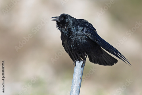 A fish crow (Corvus ossifragus) perched on a metal pole.