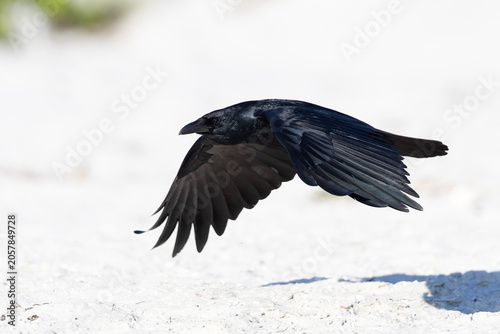 A fish crow (Corvus ossifragus) in flight.