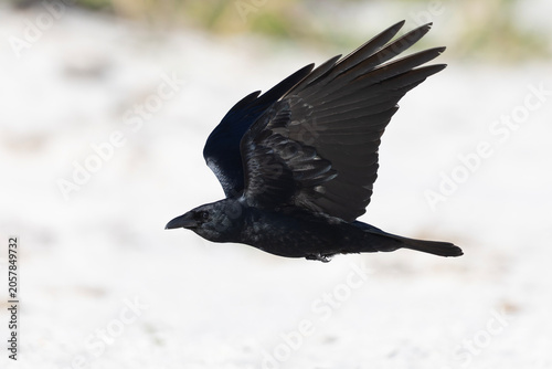 A fish crow (Corvus ossifragus) in flight.