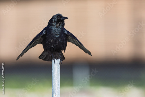 A fish crow (Corvus ossifragus) perched on a metal pole.