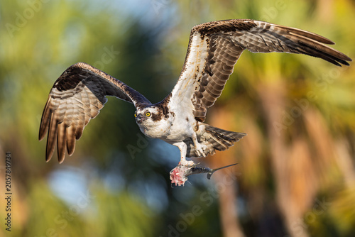Osprey (Pandion haliaetus) in flight with a fish.