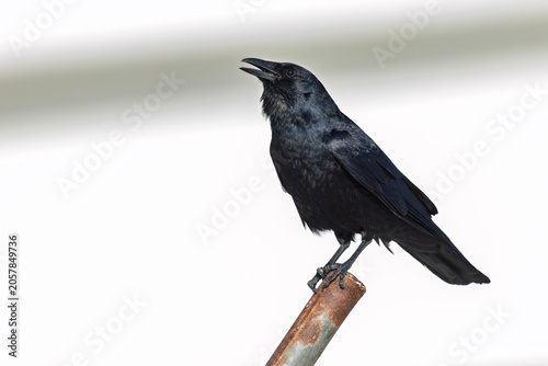 A fish crow (Corvus ossifragus) perched on a metal pole.