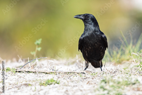 A fish crow (Corvus ossifragus) standing on the beach