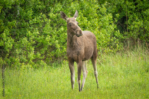 Moose in the clearing