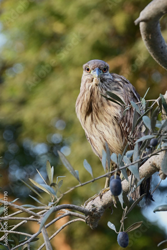 Juvenile black-crowned night heron perched on olive tree branch