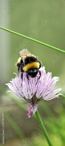 Hummel auf Schnittlauchblüte