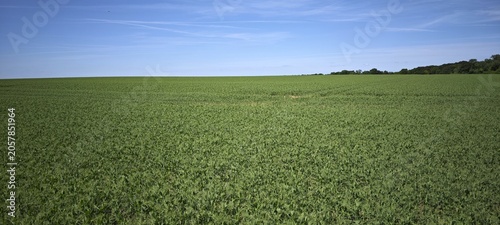 Εκτύπωση καμβά Erbsenfeld in Schleswig Holstein