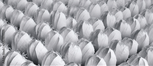 White Botanical Paper Frame Background