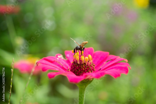 bee on a flower