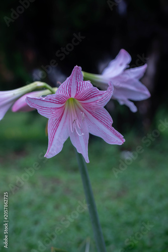 pink and yellow flower
