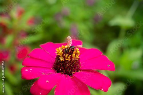 bee on pink flower