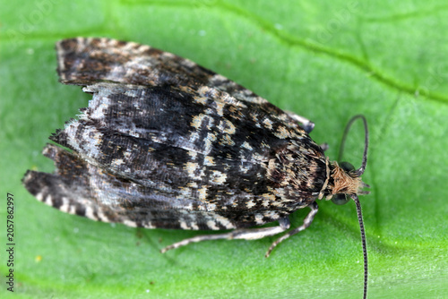 Tableau sur toile Dark strawberry tortrix, Syricoris lacunana, a small moth species of the family Tortricidae