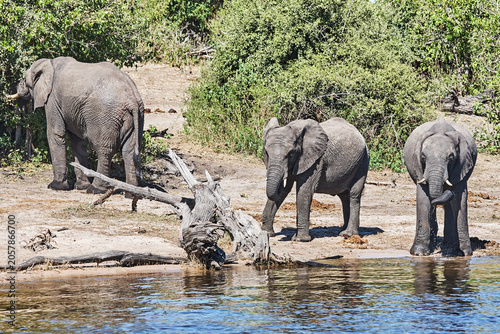 Elephants watering on the river banks in Chobe National Park in Botswana