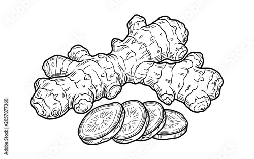 Ginger root and slices black and white sketch illustration on a white background zingiber officinale