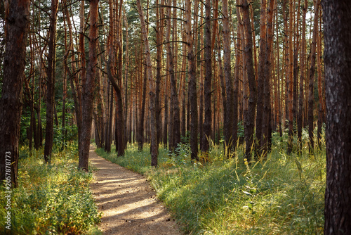 Cuadro en lienzo Sunlit pathway through a dense pine forest with tall vertical tree trunks in late afternoon sunlight