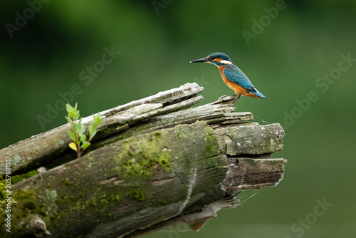 Common Kingfisher Perched on Branch with Green Natural Background