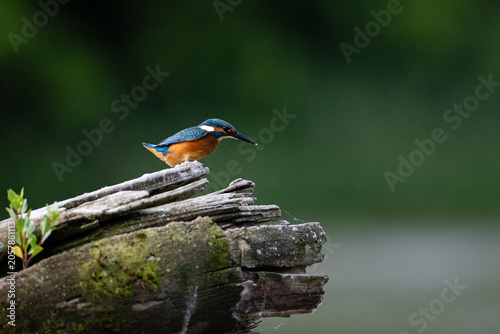 Common Kingfisher Perched on Branch with Green Natural Background