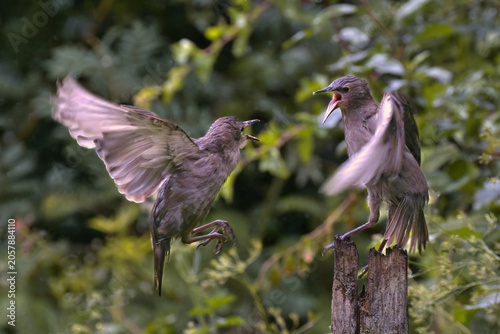 Two juvenile starlings, Sturnus vulgaris, aggressively interact mid-air and on a wooden post, wings spread wide with open beaks amid lush green foliage.