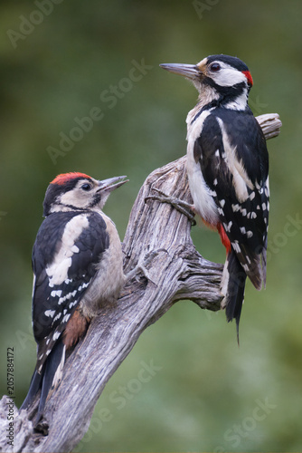 Two great spotted woodpeckers, Dendrocopos major, with striking black, white, and red plumage perch on a weathered, dry tree branch against a soft green background.