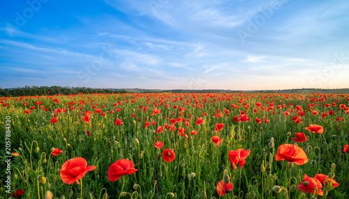 field of poppies and blue sky