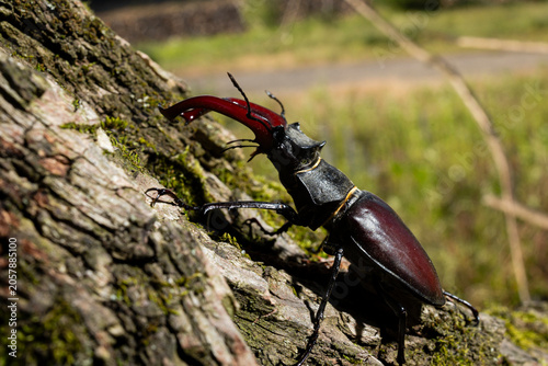 Stag Beetle Resting on Tree Trunk in Natural Habitat