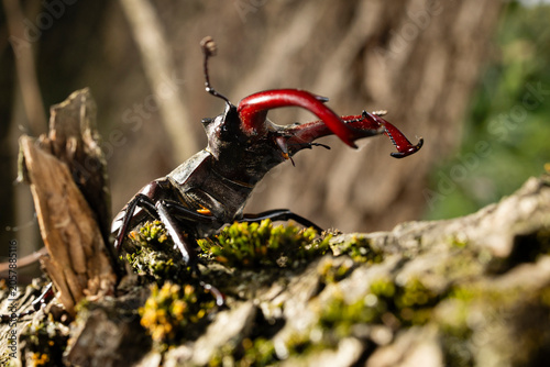 Stag Beetle Resting on Tree Trunk in Natural Habitat