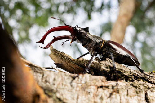 Stag Beetle Resting on Tree Trunk in Natural Habitat