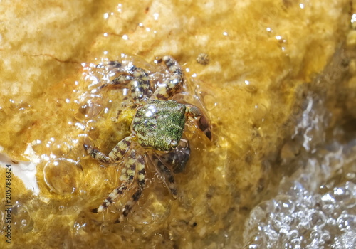 Obraz na plátně Marbled rock crab on stone, Pachygrapsus marmoratus