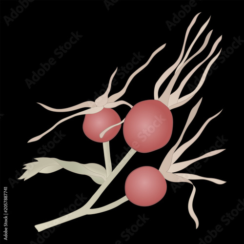 Cluster of ripe wild rose berries. Isolated floral design on black background.