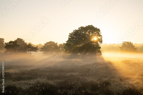 Westruper Heide, Haltern, North Rhine Westphalia, Germany