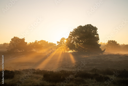Westruper Heide, Haltern, North Rhine Westphalia, Germany