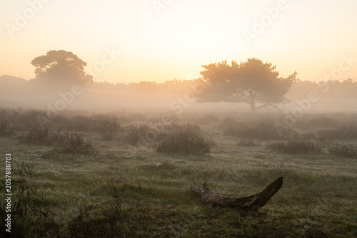 Westruper Heide, Haltern, North Rhine Westphalia, Germany