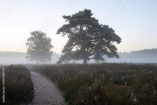 Westruper Heide, Haltern, North Rhine Westphalia, Germany