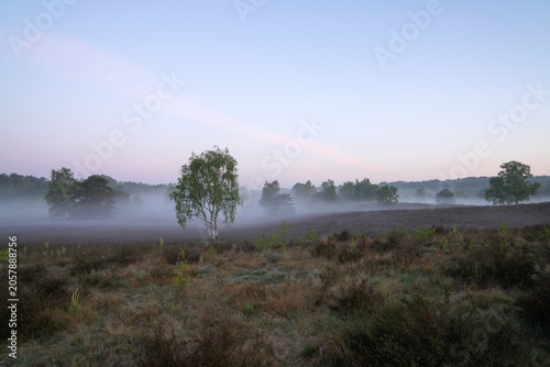 Westruper Heide, Haltern, North Rhine Westphalia, Germany