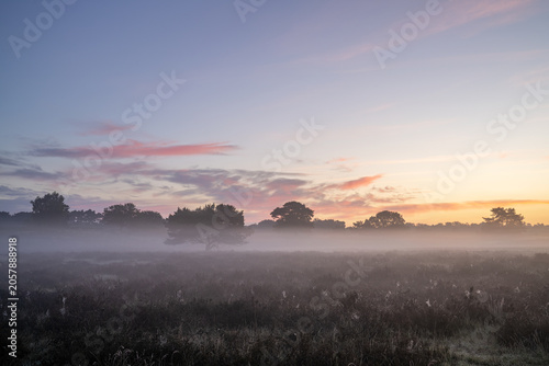 Westruper Heide, Haltern, North Rhine Westphalia, Germany