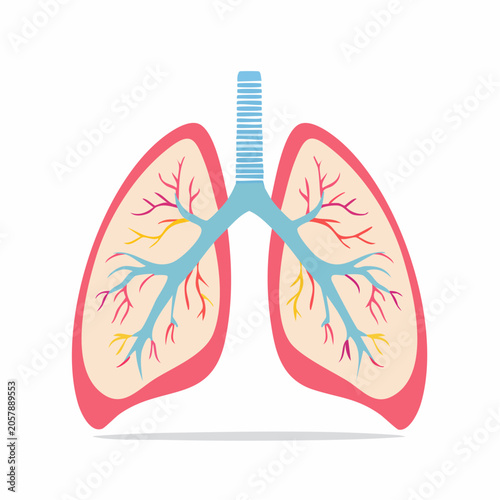 Illustration of Human Lungs and Trachea