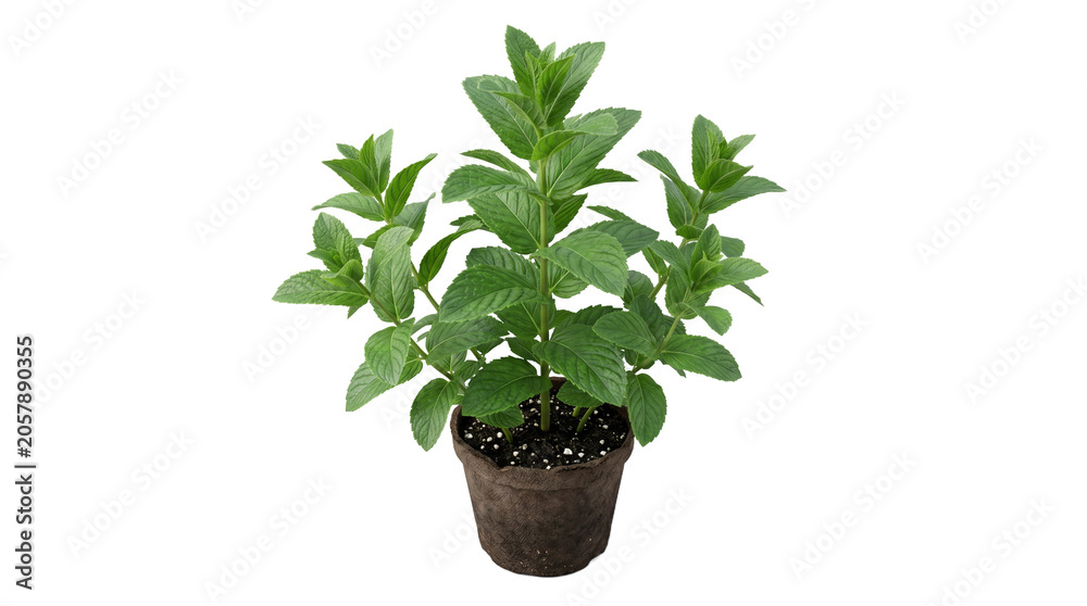 Fototapeta premium Fresh green mint plant growing in a small brown flower pot as isolated element