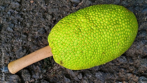 Fresh green breadfruit lying on an asphalt road surface with natural texture and copy space.