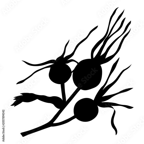 Cluster of wild rose berries. Black silhouette on white background.