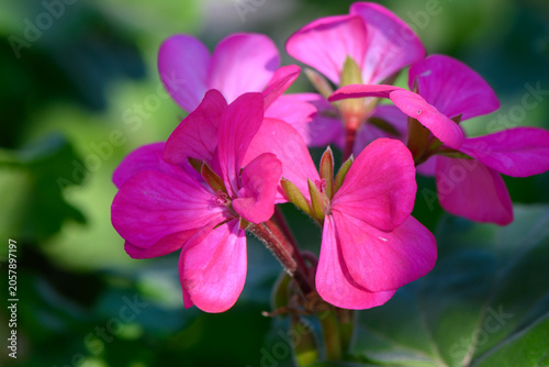 Delicate pink flowers bloom vibrantly in a lush garden during the sunny afternoon light