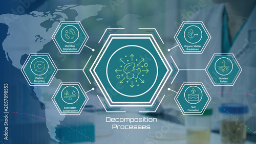 Fotografie Illustrated Diagram Showing Key Processes Involved in Natural Organic Decomposit